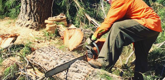 Riverside California Tree Services